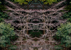 「四季」Natural beauty psychedelic　4