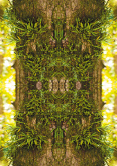 「四季」Natural beauty psychedelic　26