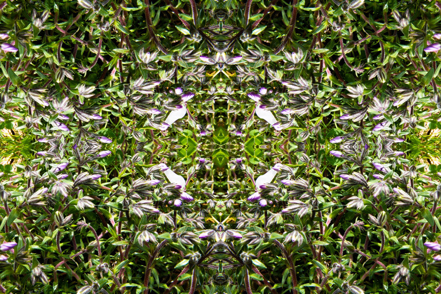 「四季」Natural beauty psychedelic