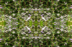 「四季」Natural beauty psychedelic