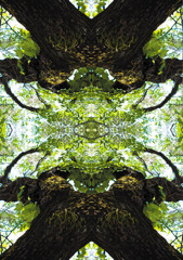 「四季」Natural beauty psychedelic　21