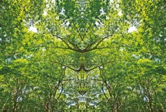 「四季」Natural beauty psychedelic　12