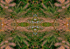 「四季」Natural beauty psychedelic　5