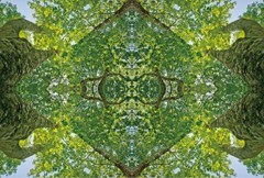 「四季」Natural beauty psychedelic　10
