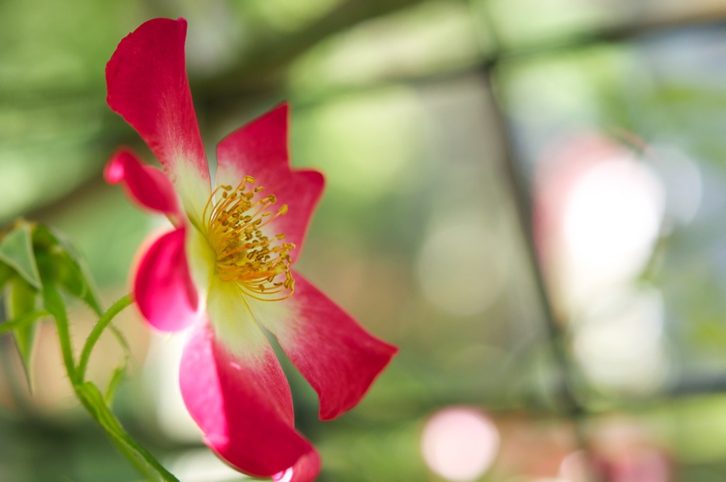 バラ園(播磨中央公園) DSC_1757