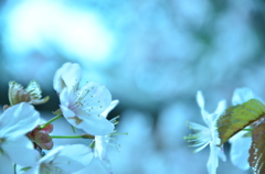 夢見桜-A dreaming flower