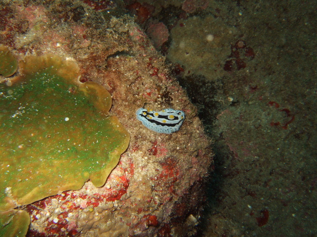 ウミウシ(ワイド)in石垣島