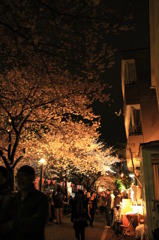 控えめな夜桜