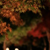 紅葉ライトアップ
