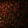 落ちた紅葉