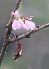 冬桜