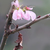 冬桜