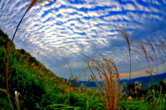 ススキと空