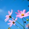 cosmos