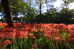 燃えるように咲く曼珠沙華