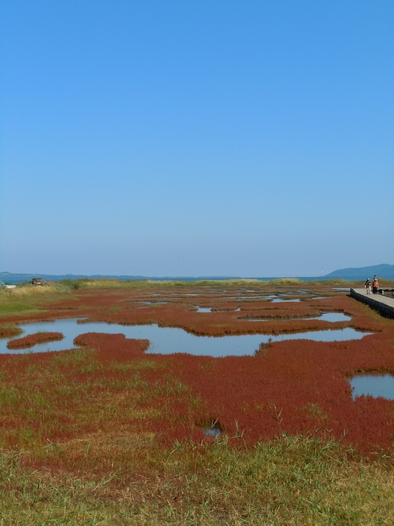 オホーツクのサンゴ草