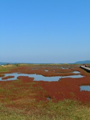 オホーツクのサンゴ草