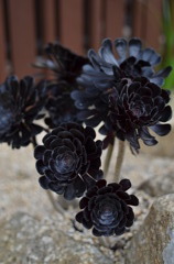 黒法師の花