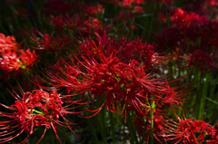 紅の曼珠沙華