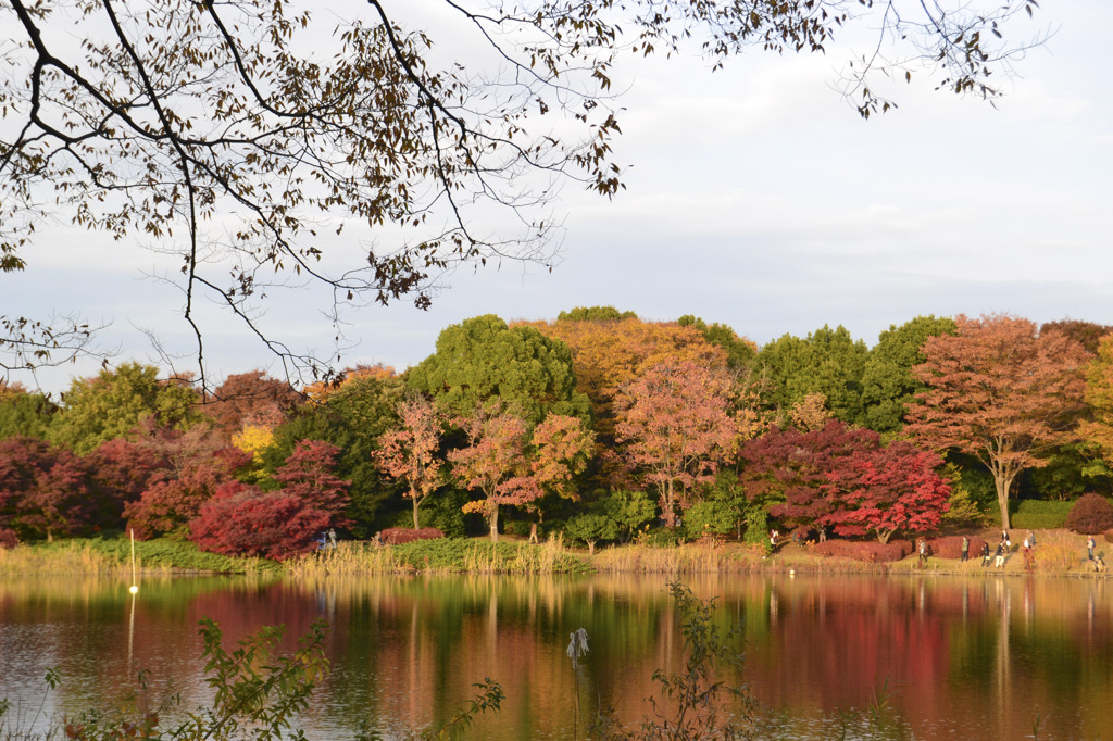 色づいた公園の樹々