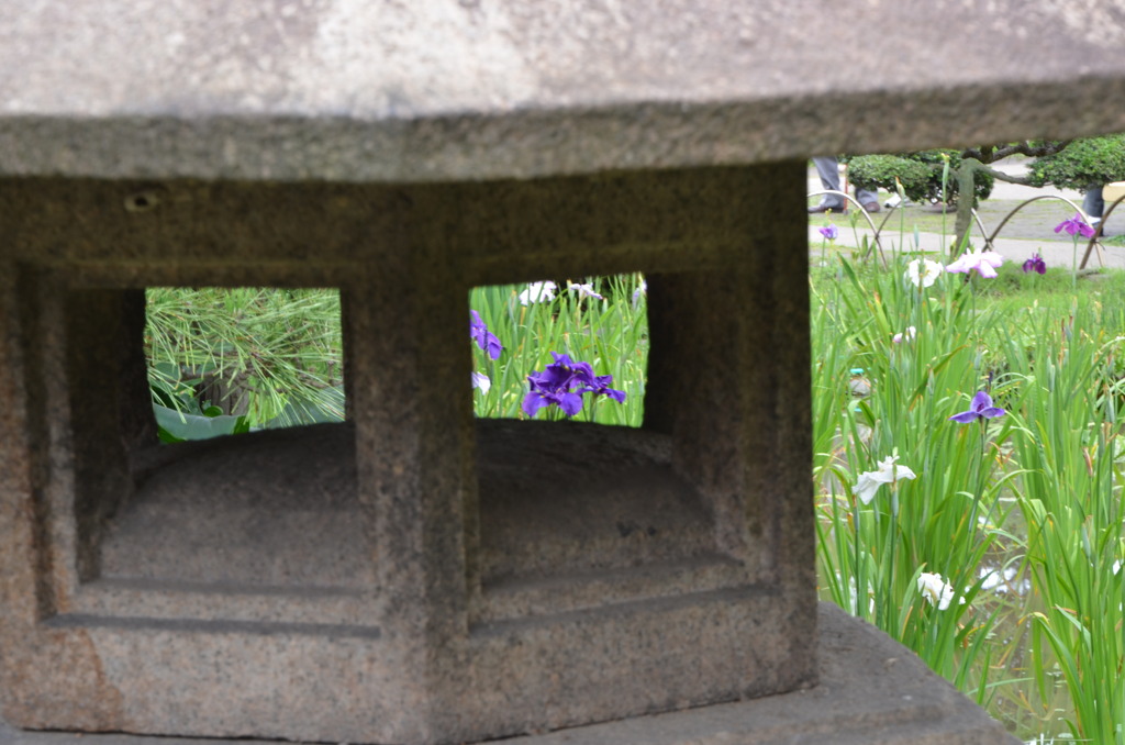 燈籠と菖蒲の花
