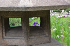 燈籠と菖蒲の花