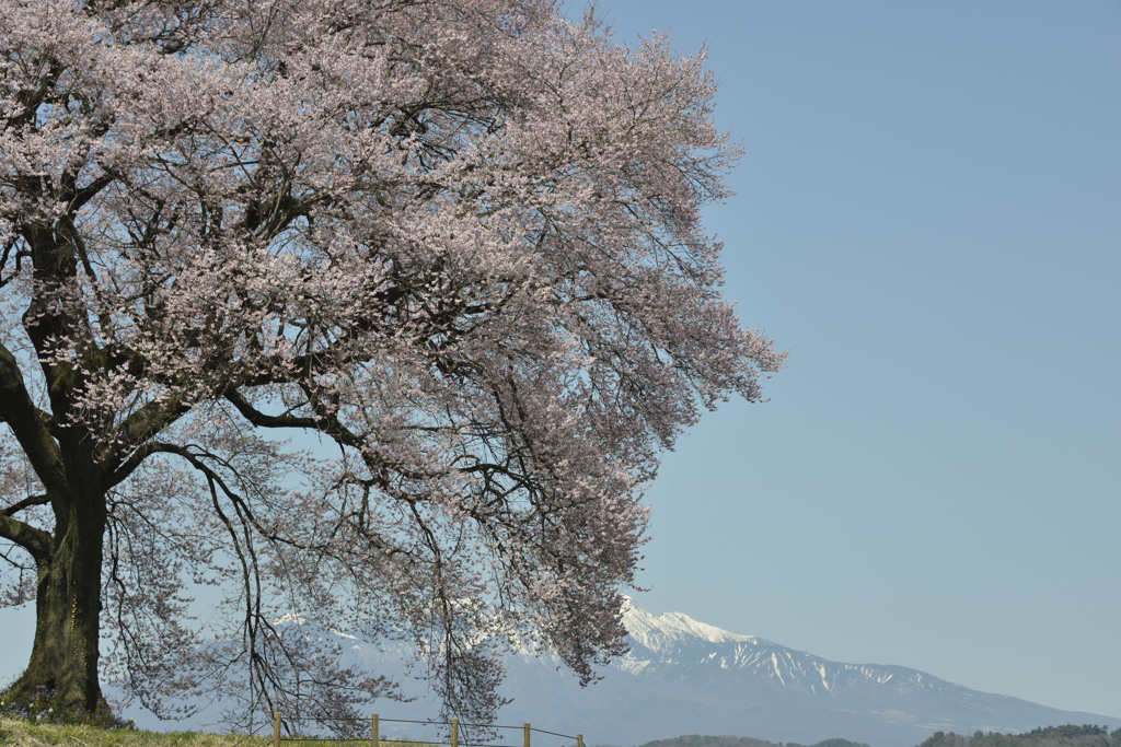 わに塚の桜