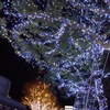 光の街路樹