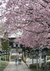 桜のトンネルを潜ってお参り