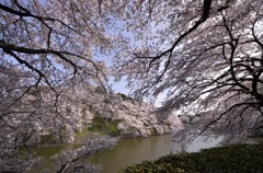 千鳥ヶ淵緑道