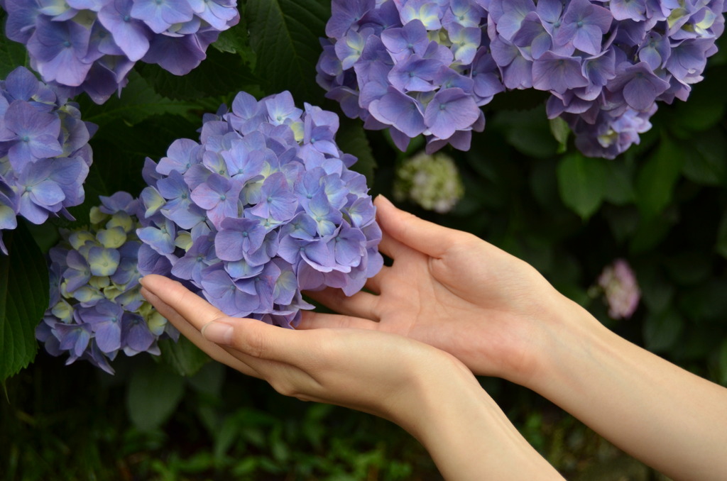 紫陽花の花と手のひら