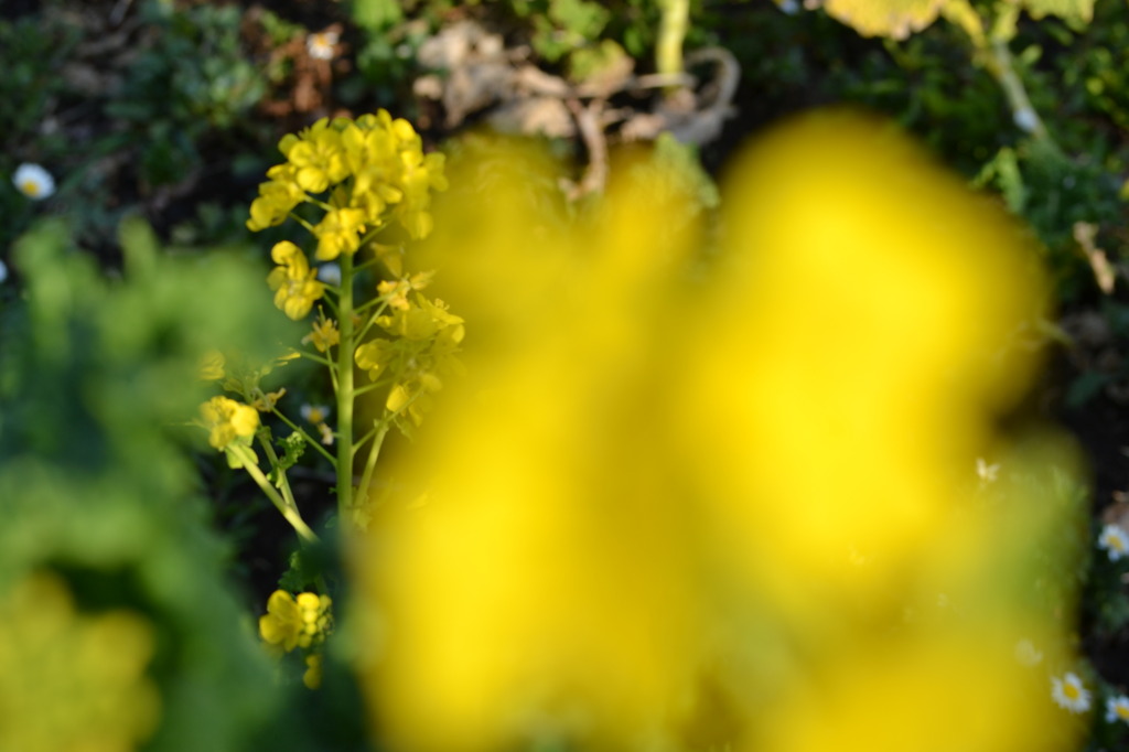 黄色い春