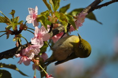 寒桜とメジロ1