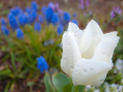 朝露に喜ぶ光る花