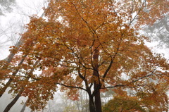 紅葉した木