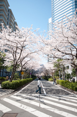 桜 IN THE CITY