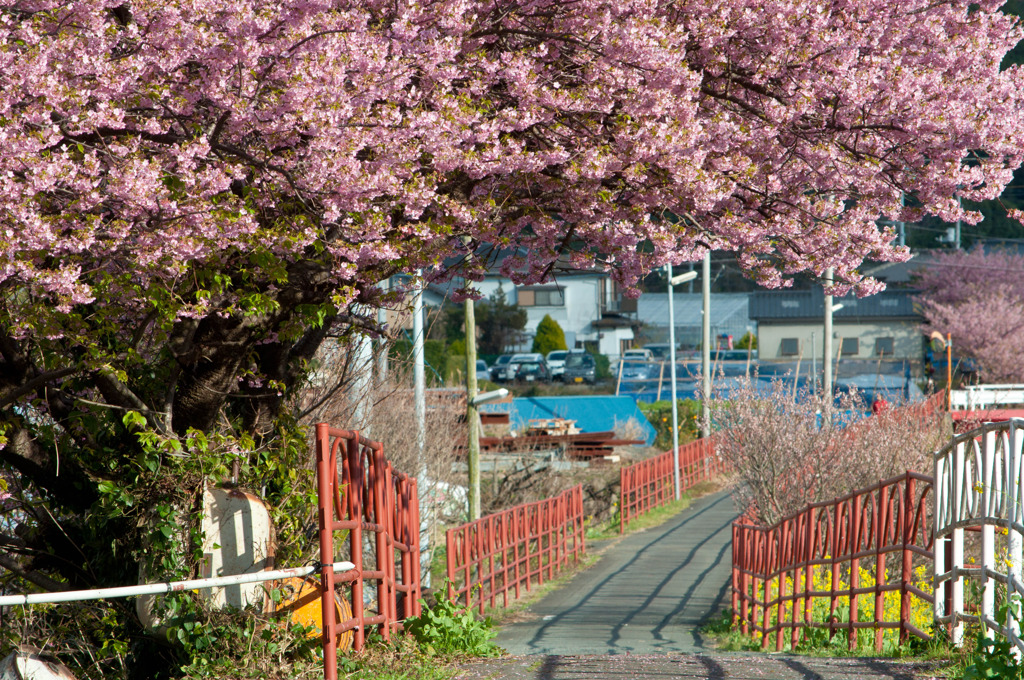 これから桜道