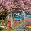 これから桜道