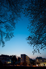 夜桜のカーテン