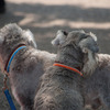 Dog Brothers