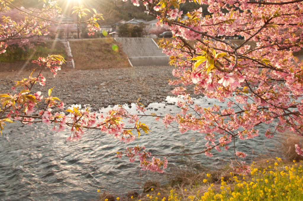 夕日に照らされて　－河津桜－