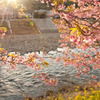 夕日に照らされて　－河津桜－