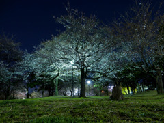 夜の桜を住処とす