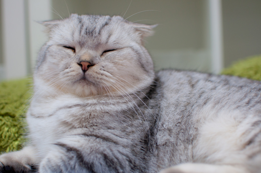 眠さ限界