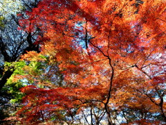 御苑の紅葉