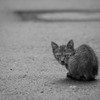 野生との哀対