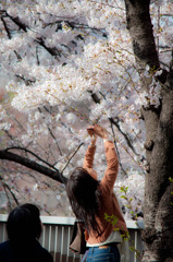 桜撮り
