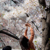 桜撮り