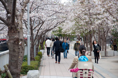 それぞれの桜道