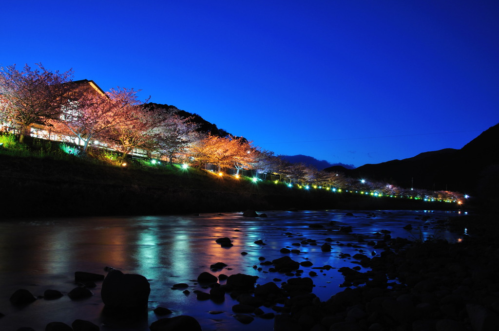 輝く川津夜桜